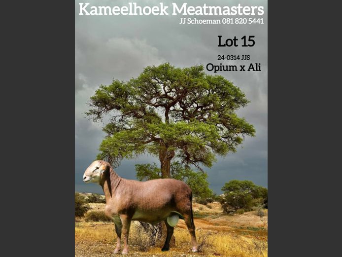 24-0314 JJS | KAMEELHOEK (Joché Schoeman)