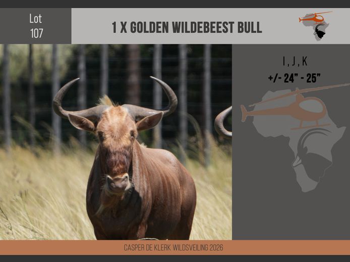 Golden Wildebeest (+- 24" - 25")