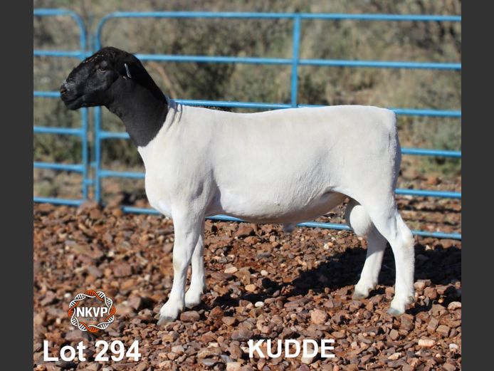 2052250089 | MNR. LOUIS VAN RENSBURG, H/A LEEUPUT TRUST