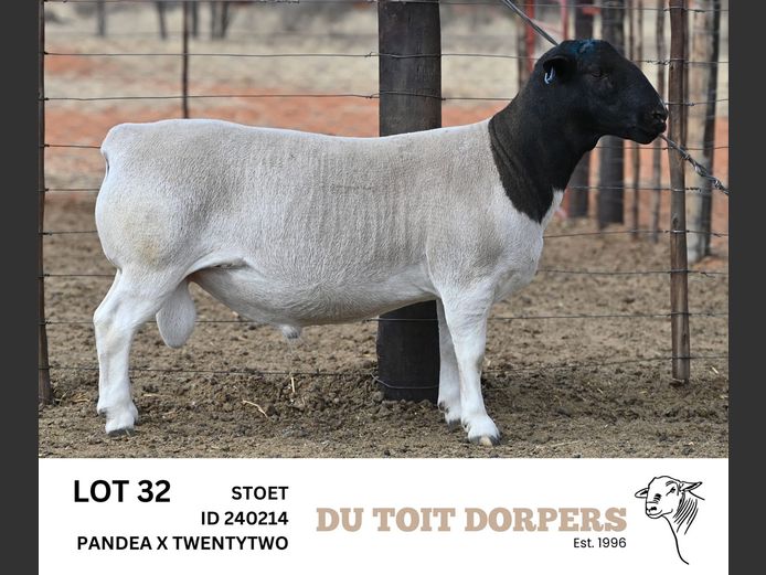 240214 | DU TOIT DORPERS