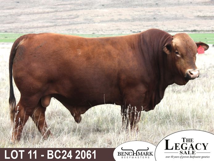 BC242061 | NO 8 CATTLE CO (PTY) LTD