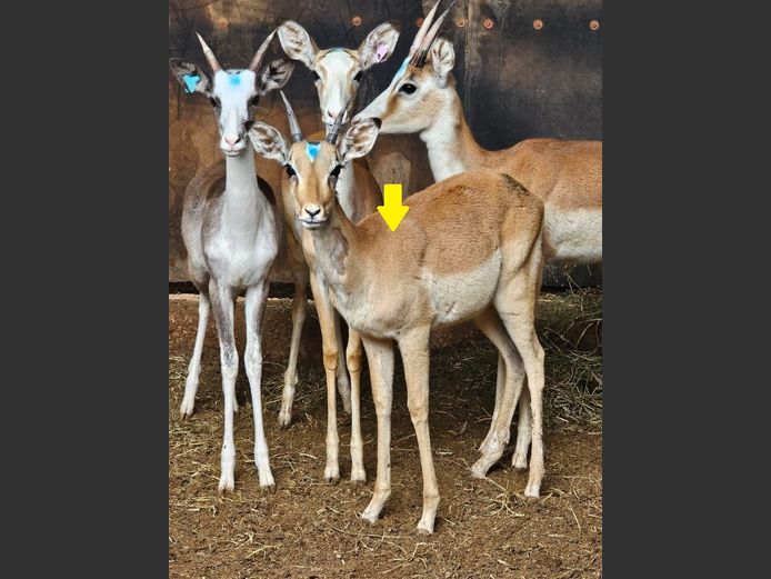 WHITE FLANKED IMPALA | ANDERSON WILDLIFE