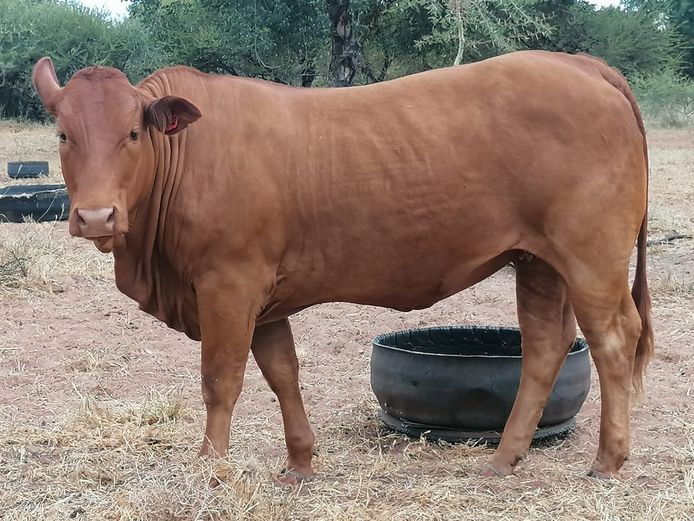 Commercial Animals | ZEBU BORANE