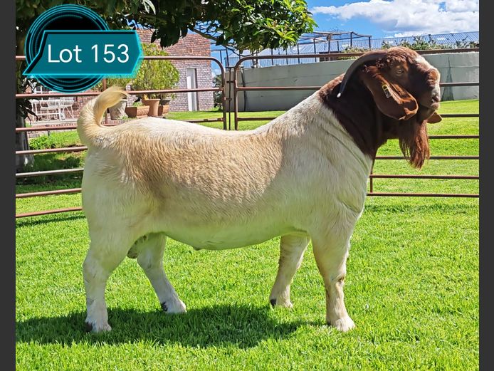 762241497 | Lukas Burger Boerbokstoet