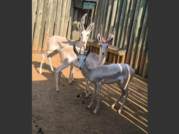 WIT SPRINGBOK | ANDERSON WILDLIFE