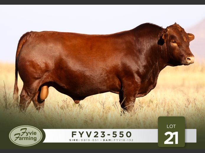 FYV23-550 | Fyvie