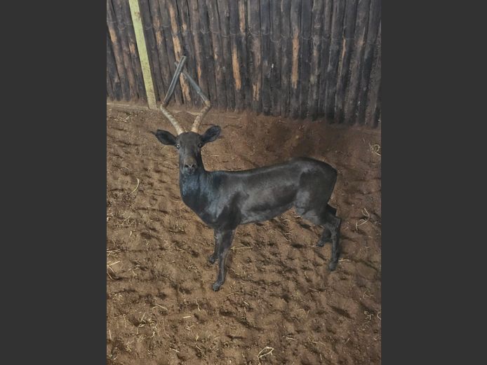 SWART ROOIBOK | JC ERASMUS