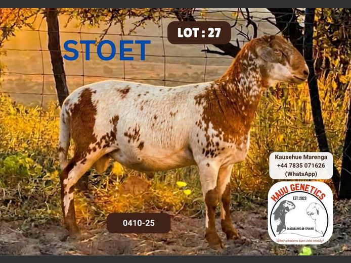 25-0410 | KAUU  GENETICS