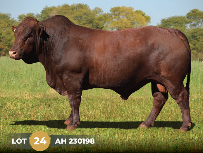 AH  230198 | BOSCHOEK BONSMARAS
