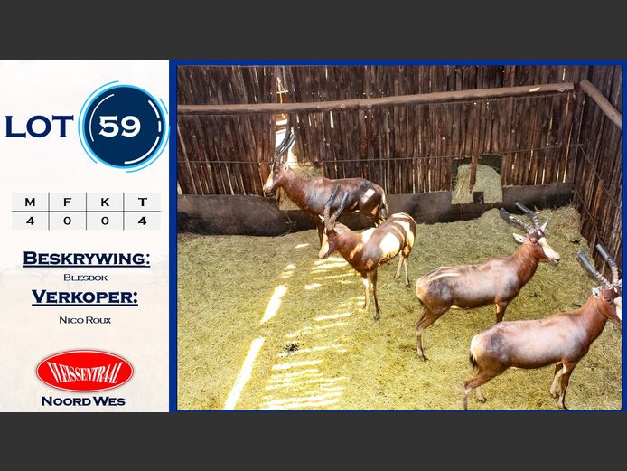 Blesbokke