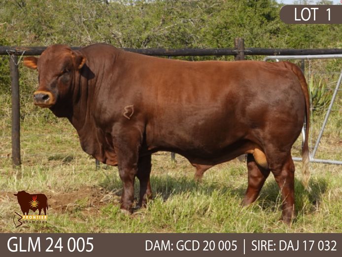 GLM 240005 | GLEN MUIR BONSMARAS