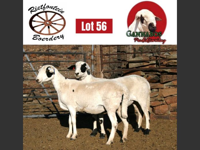 RFB24-094 | Rietfontein Boerdery