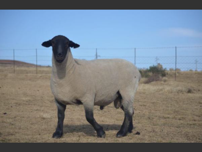 301 240161 | TWEESEUNS