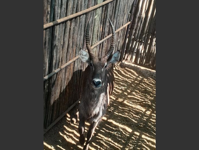 WATERBOK | HANLEY