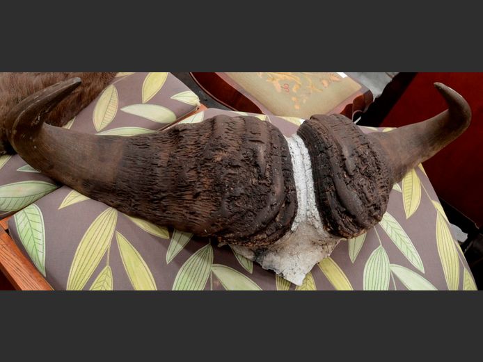 WALL MOUNT BUFFALO HORNS, 91cm Long