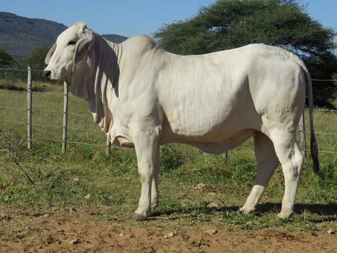22-0164ERP|HARROBI BRAHMAN