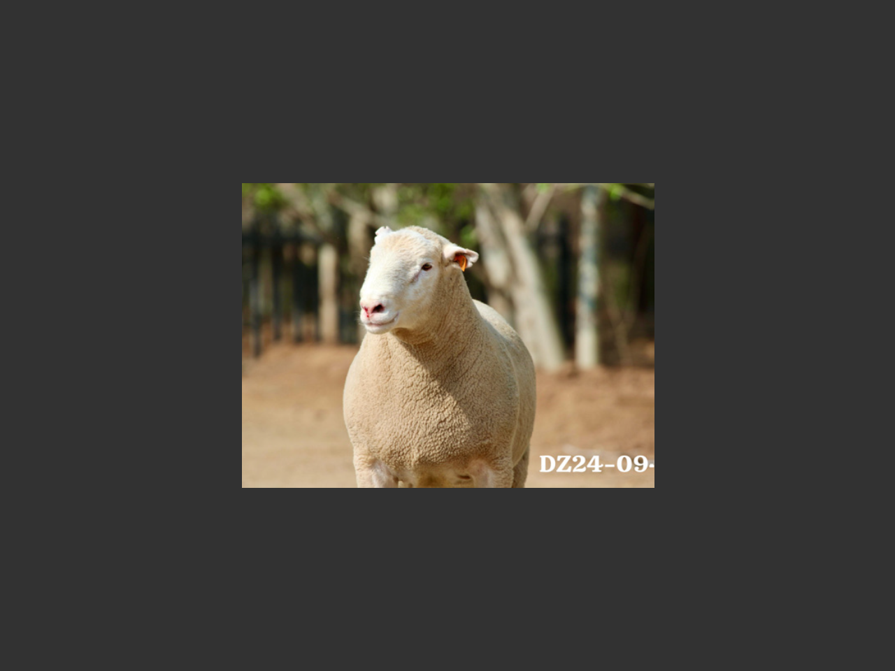 images