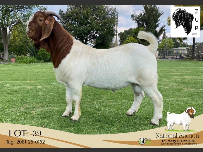 2081-25-0152 | JUP Boerbokstoet