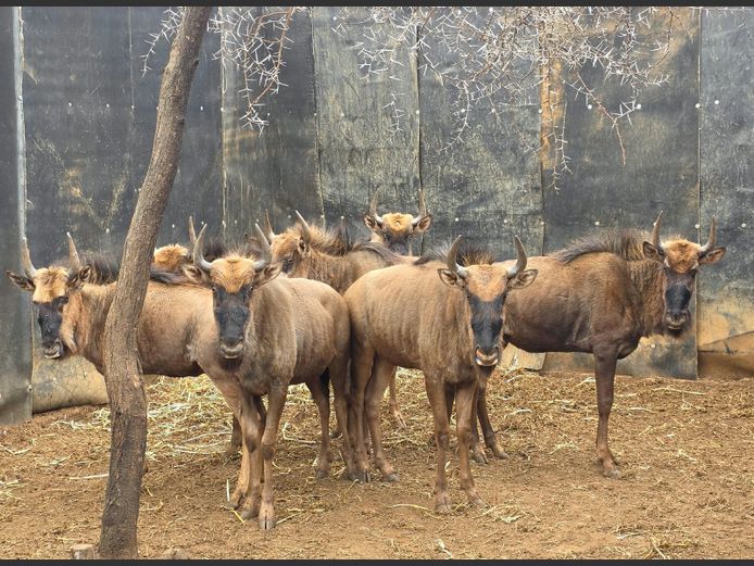 BLOUWILDEBEES | DRIEFONTEIN BOERDERY
