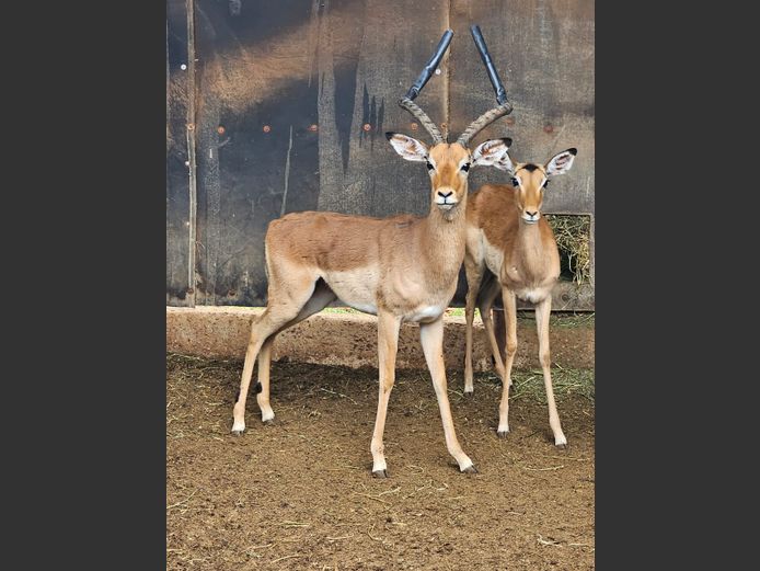 IMPALA | CHAZAKAMATS