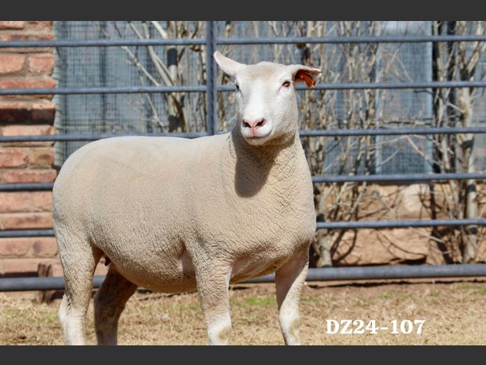 DZ 240107 | 2 STEYNS BOERDERY