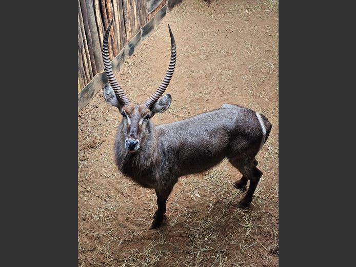 WATERBOK | LEGENDS / ENTABENI