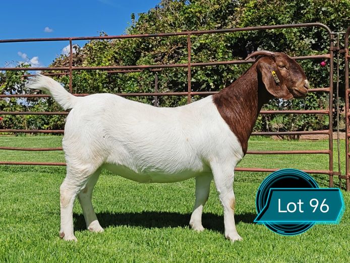 762241583 | Lukas Burger Boerbokstoet