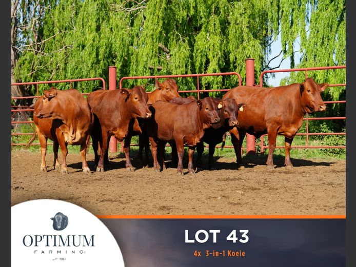 Commercial Animals | OPTIMUM FARMING M WIPPLINGER