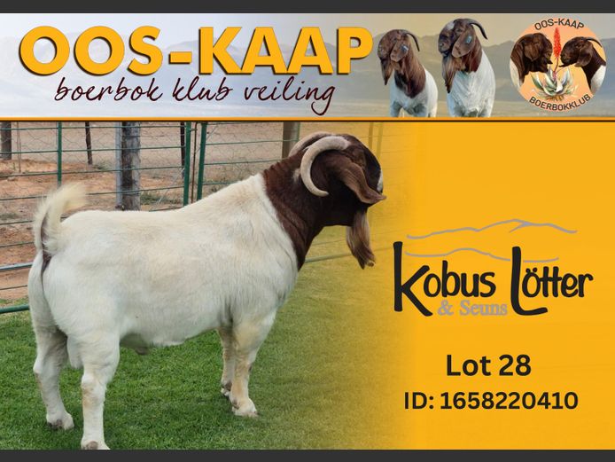 22-410 | Kola Lotter