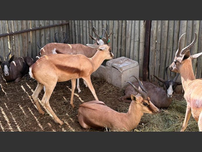 Koper Springbok Ram