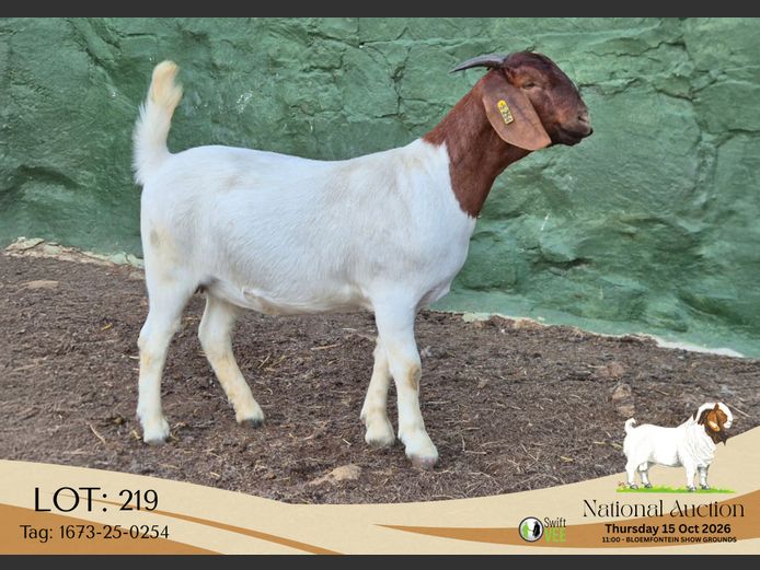 1673-25-0254 | Tekoa Stoet