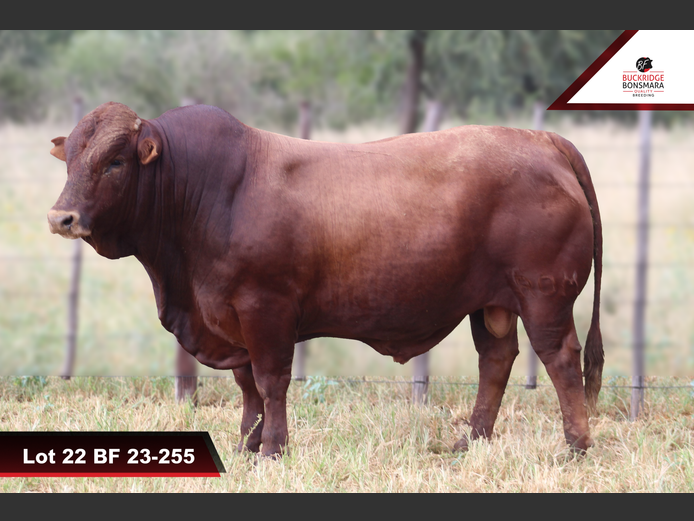 ROM 230255 | BUCKRIDGE BONSMARAS