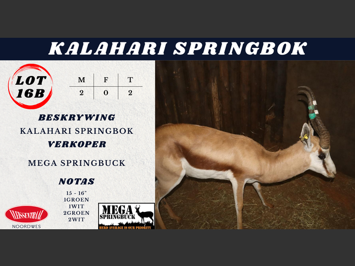Kalahari Springbok