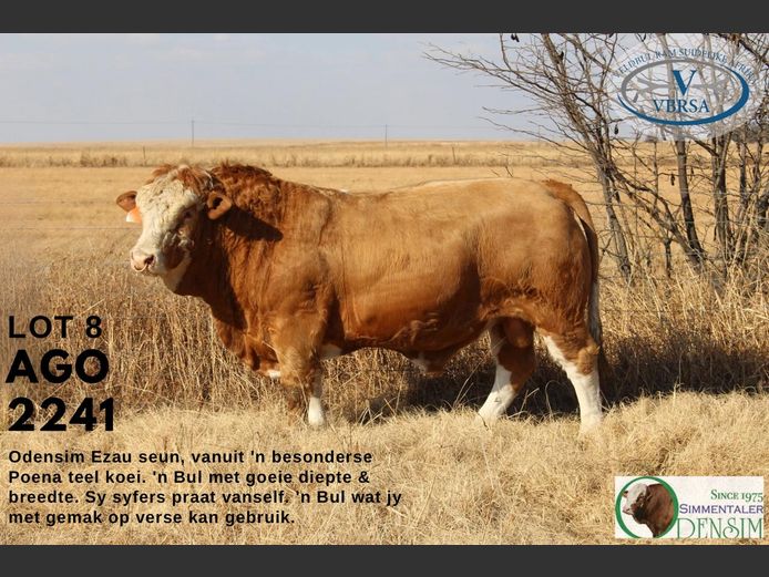 AGO2241 | AG ODENDAAL