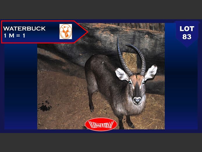 Waterbuck