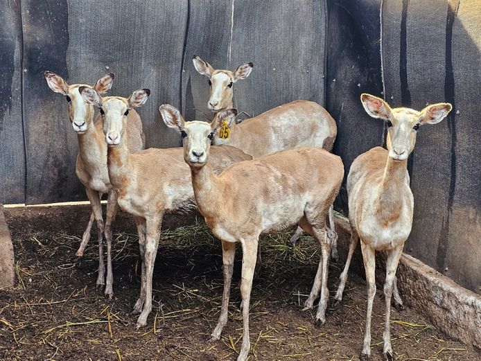 WHITE FLANKED IMPALA | DRIEFONTEIN