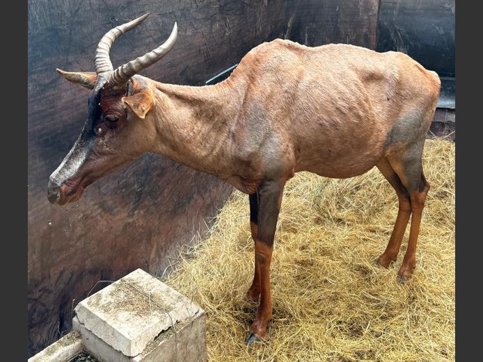 Tsessebe Koei
