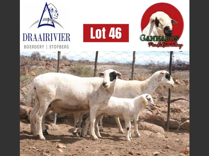 75 | Draairivier Boerdery