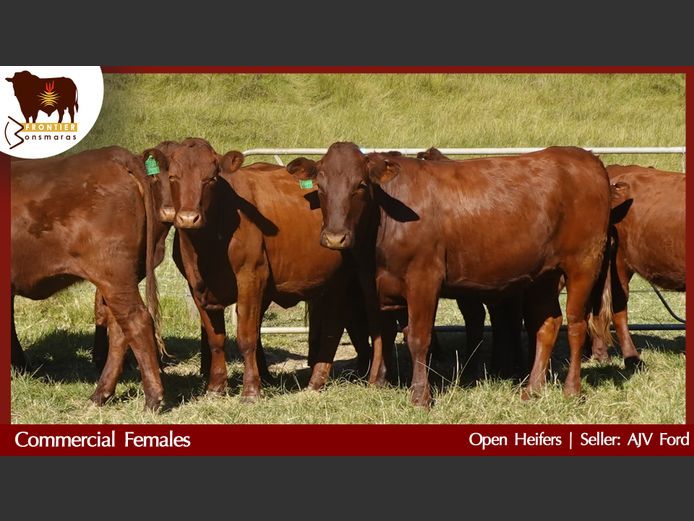 Commercial Animals | AJV Ford