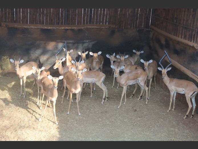 Rooibokke