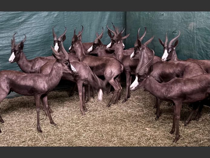 Swart Springbok Jagramme