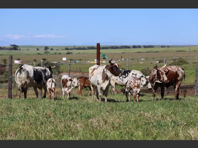 Commercial Animals
