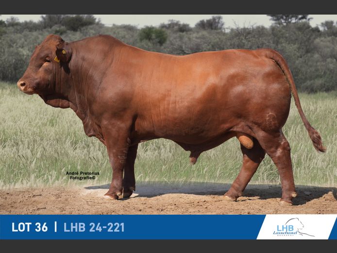 LHB240221 | LEEUHEUWEL BOERDERY (EDMS) BPK