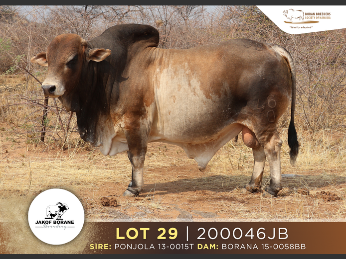 20-0046JB | JAKOF BORANE