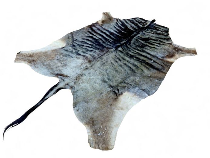 Genuine Wildebeest Hide Rug 