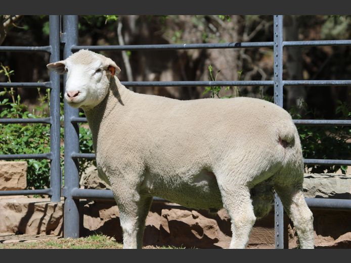 DZ 240348 | 2 STEYNS BOERDERY