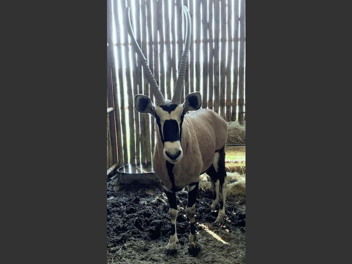 Gemsbok Bul