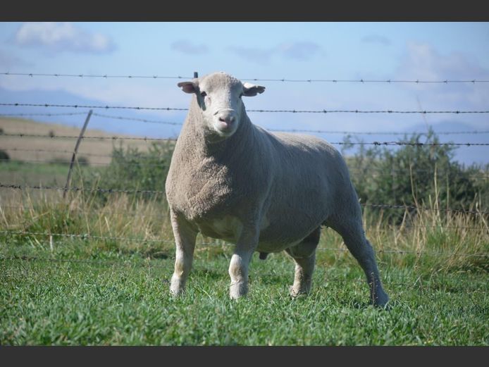 T 240039 | TWEE BROERS DORMER STOET