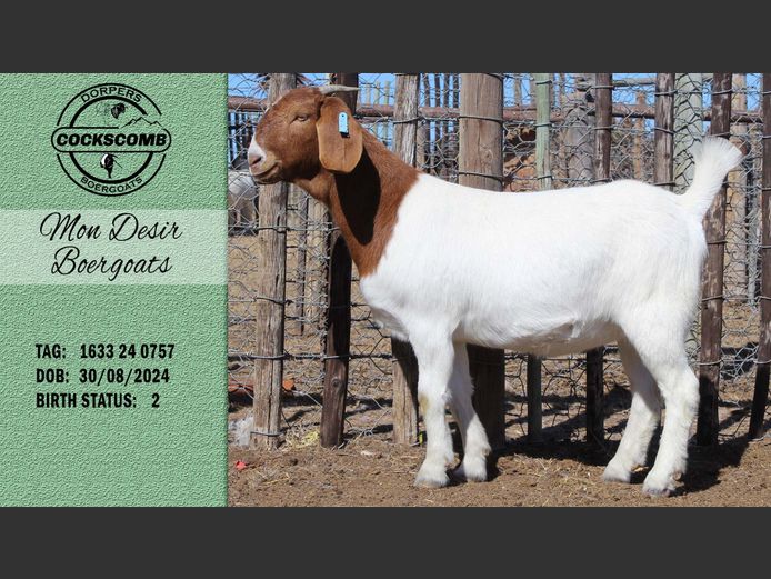 1633 24 0757 | Mon Desir Boergoats