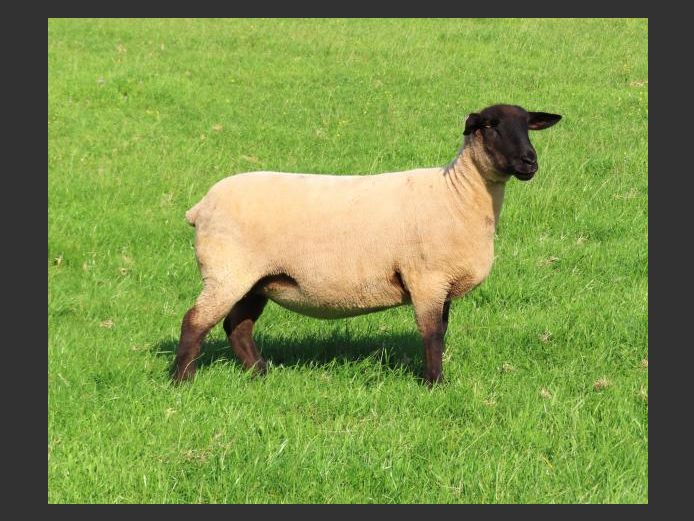 284240060 | OTTERKUIL BOERDERY